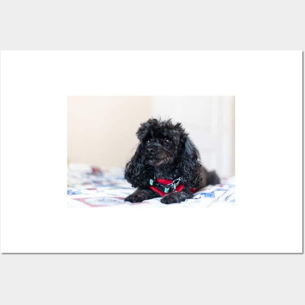 Queen of the toy poodles Wall Art by KensLensDesigns